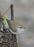 Bewick's Wren